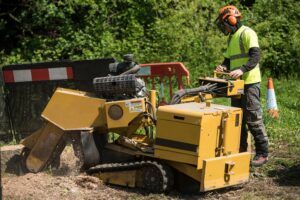 Tree Surgeon stump removal