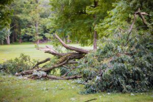 Storm damage broken after hurricane storm fallen tree a storm.